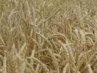 Пшеница